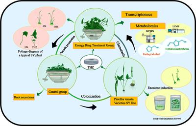 Analysis of the response mechanisms of Pinellia ternata to terahertz wave stresses using transcriptome and metabolic data